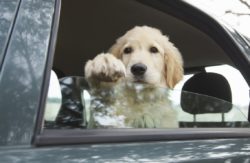 Driving With Pets